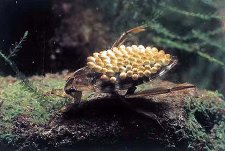 8. Cà cuống (Belostoma indica) - Nổi tiếng với kích thước lớn và bản năng săn mồi hung dữ, chúng còn được biết đến như kẻ "cuồng sát" dưới nước, nhưng loài côn trùng kỳ lạ được phát hiện ở Việt Nam này cũng là những ông bố mẫu mực trong thế giới tự nhiên.