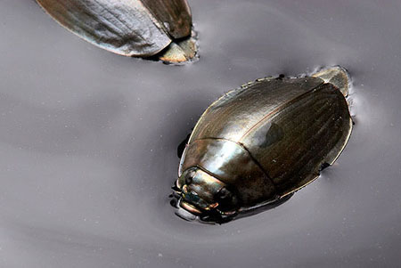 5. Bọ vẽ nước (Họ Gyrinidae) - Loài côn trùng thủy sinh, chúng có cơ thể cấu trúc theo kiểu thủy động học và bơi thành những vòng tròn chóng mặt khi đối mặt với nguy hiểm.