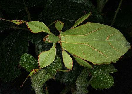 2. Bọ lá (Phyllium siccifolium) - Hình dạng dẹt, màu xanh, với các đường gân như lá cây, khiến chúng trở nên khó phân biệt với một chiếc lá cây.