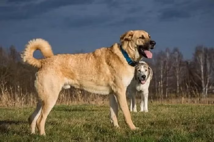 Chó Kangal có kích thước lớn, cơ bắp vững chắc, và được mệnh danh là "Tứ đại chiến khuyển".