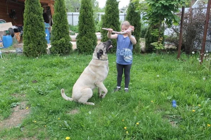 Kangal cần được vận động thường xuyên và được huấn luyện để kiểm soát tính cách mạnh mẽ của chúng.