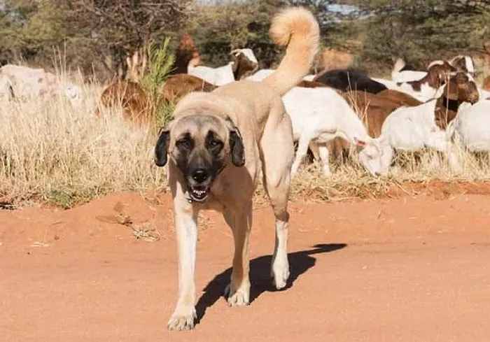Chó Kangal có nguồn gốc từ chó săn thời Assyria, nhưng có ý kiến cho rằng chúng được mang từ Trung Á bởi người Thổ Óc-hút (Oghuz Turks) trốn khỏi xâm lăng của Thành Cát Tư Hãn.
