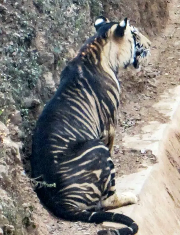 Đây là một trong những loài động vật quý hiếm nhất trên Trái đất, chỉ có ít dưới 10 con trong tổng số hơn 200 con hổ trắng.