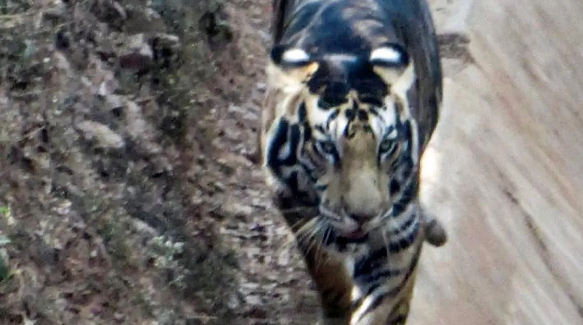 Hổ đen được xem là một trong những loài động vật hung dữ và mạnh mẽ nhất trên hành tinh.