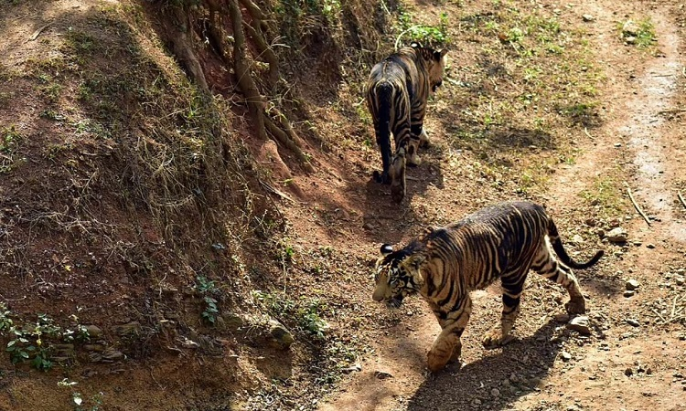 Thêm vào đó, răng nanh của chúng có đầu dây thần kinh phát triển, giúp chúng tìm ra những điểm yếu trên cơ thể con mồi khi săn.
