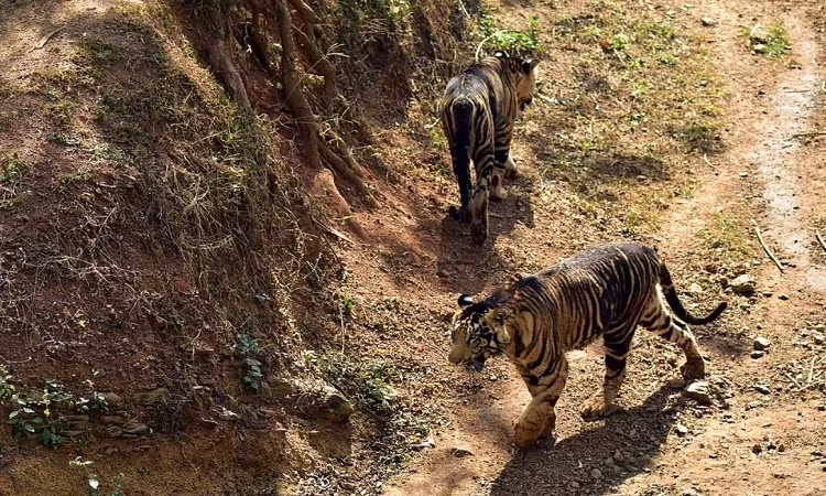 Thêm vào đó, răng nanh của chúng có đầu dây thần kinh phát triển, giúp chúng tìm ra những điểm yếu trên cơ thể con mồi khi săn.