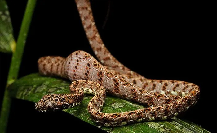 Khi rắn cảm thấy bị đe dọa, chúng có thể phình to phần đầu, giống như rắn hổ mang bành, để tạo ra âm thanh đe dọa và làm kẻ thù hoang mang.