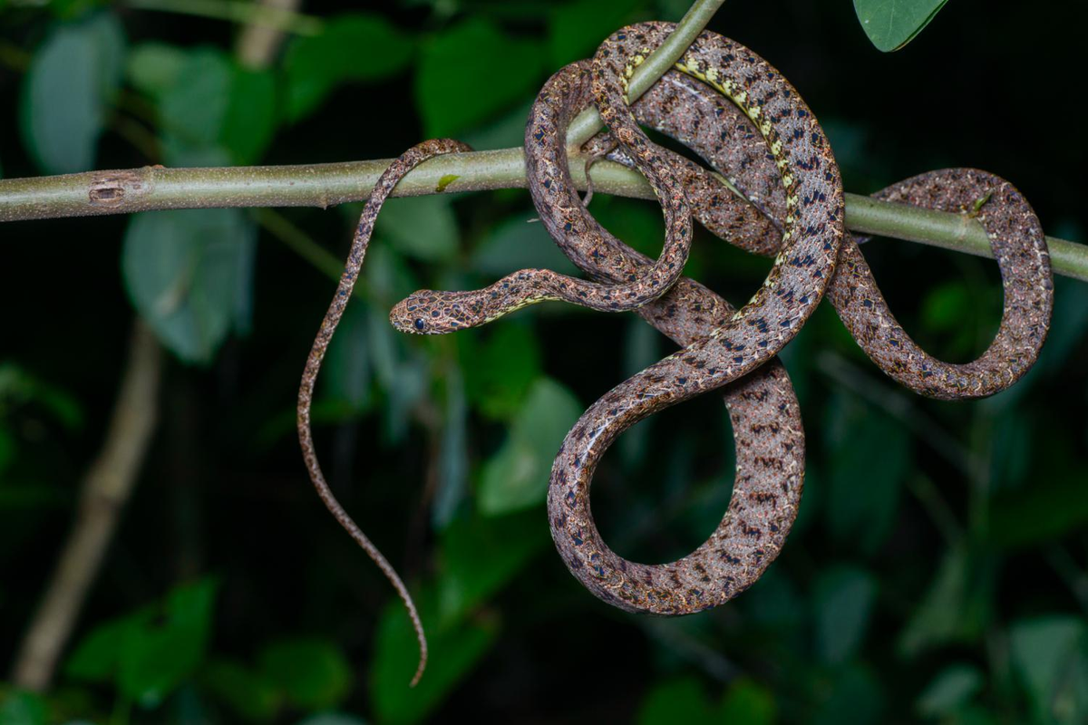 Điểm đặc trưng của loài này là những thanh ngang màu xanh ngọc ẩn kín dọc theo cơ thể.