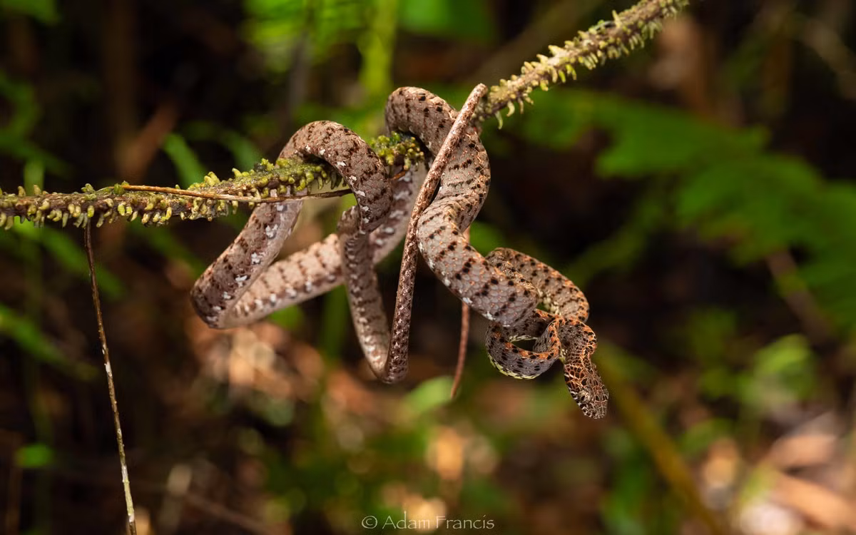 Do đặc tính khó nắm bắt nên việc nghiên cứu chuyên sâu về rắn rào ngọc bích còn hạn chế.