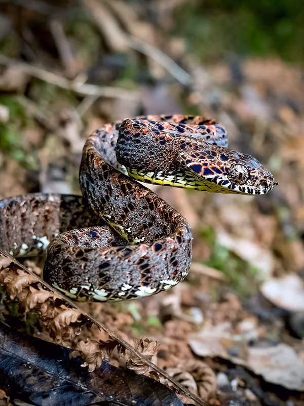 Rắn rào ngọc bích thường sống trên cây trong rừng mưa nhiệt đới và ăn tắc kè, họ lưỡng cư và rắn nhỏ khác.