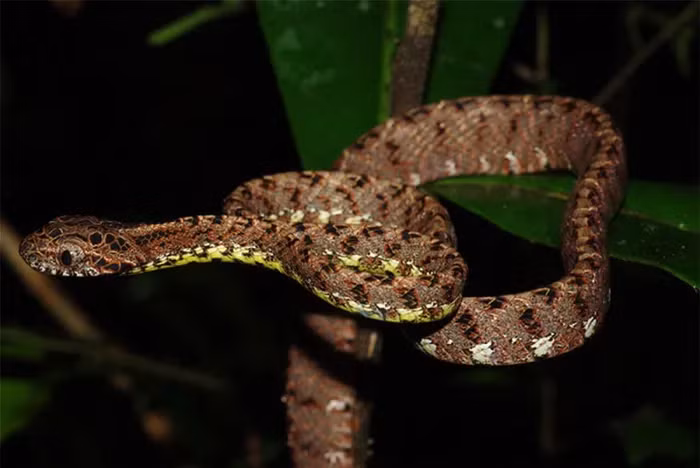 Rắn rào ngọc bích thuộc họ rắn nước nhỏ và có hình dáng thanh mảnh.