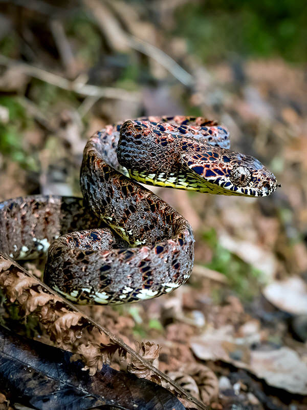 Rắn rào ngọc bích thường sống trên cây trong rừng mưa nhiệt đới và ăn tắc kè, họ lưỡng cư và rắn nhỏ khác.