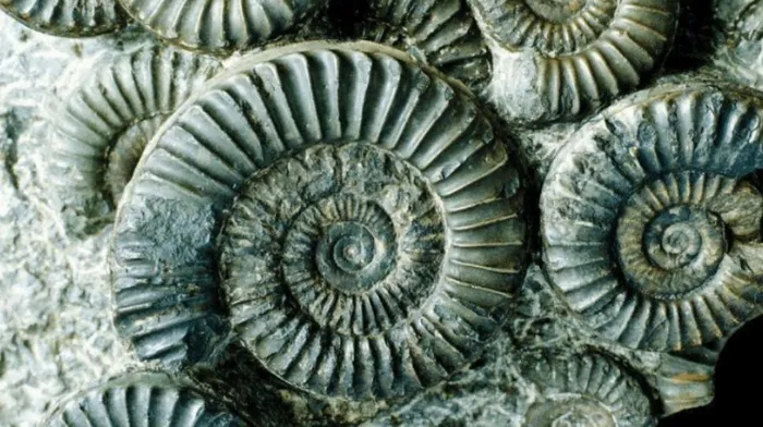 Sử dụng công nghệ chụp cắt lớp vi tính, nhóm nghiên cứu phát hiện hóa thạch xoắn khuẩn không chỉ là các thực thể sinh học đơn lẻ, mà là một phức hợp của nhiều cá thể kết nối với nhau.