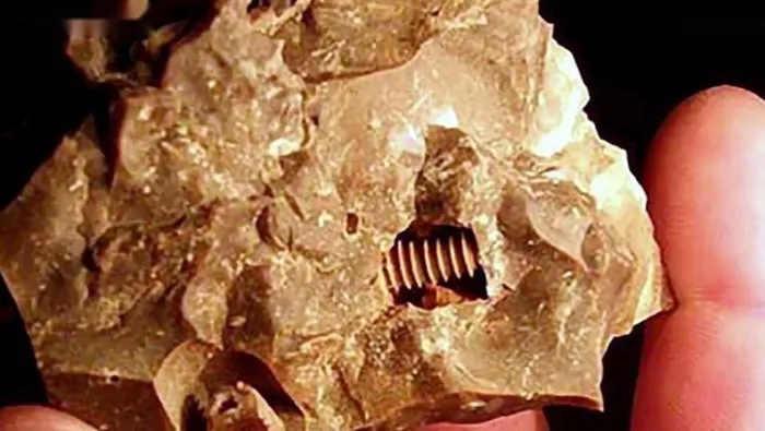 Những xoắn khuẩn này có kích thước lớn, một số thậm chí đạt chiều dài hơn 10 mét.