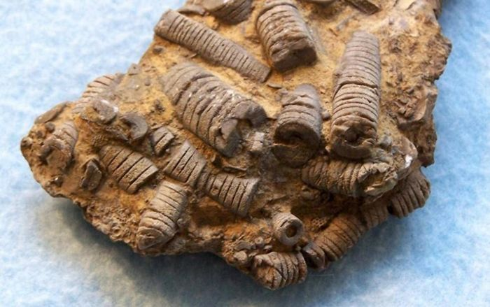 Chiếc ốc vít này thực chất là hóa thạch xoắn khuẩn. Hình dạng của chúng rất đặc biệt, có cấu trúc xoắn ốc nên có tên là hóa thạch xoắn khuẩn.