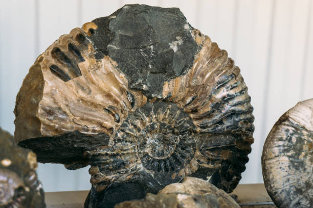 Qua nghiên cứu đã khám phá và mở ra nhiều tri thức mới về cuộc sống và biến đổi khí hậu trên Trái Đất thời tiền sử.