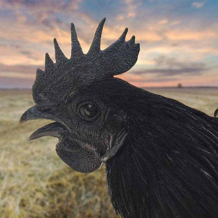 Mặc dù gà mặt quỷ xuất hiện tại Việt Nam, nhưng vẫn ít người nuôi do còn đòi hỏi kỹ thuật và kinh nghiệm, đồng thời môi trường phải thích hợp với nhu cầu của giống gà này.