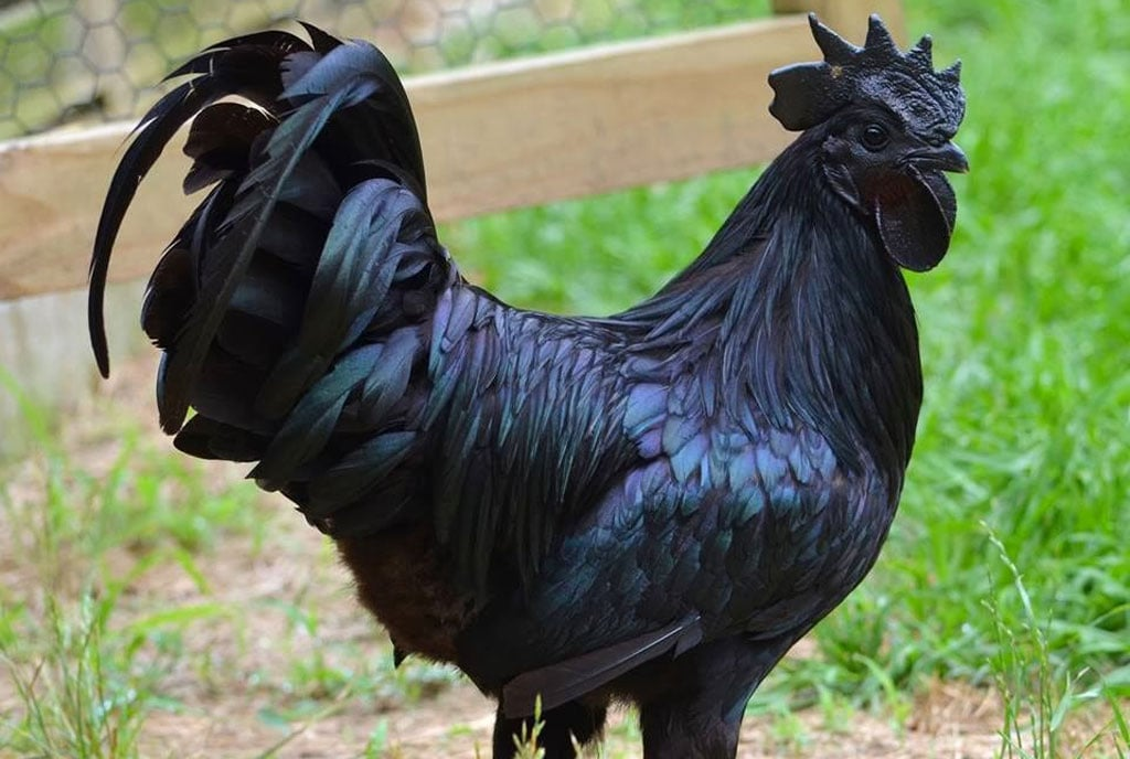 Giống gà mặt quỷ (Ayam Cemani) nổi tiếng với mức giá đắt đỏ và độc đáo do màu đen phủ kín cơ thể, từ lông, mắt, mỏ cho đến cơ quan nội tạng.