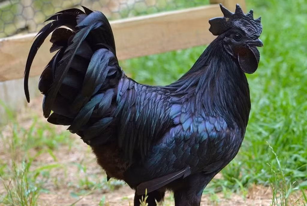 Giống gà mặt quỷ (Ayam Cemani) nổi tiếng với mức giá đắt đỏ và độc đáo do màu đen phủ kín cơ thể, từ lông, mắt, mỏ cho đến cơ quan nội tạng.