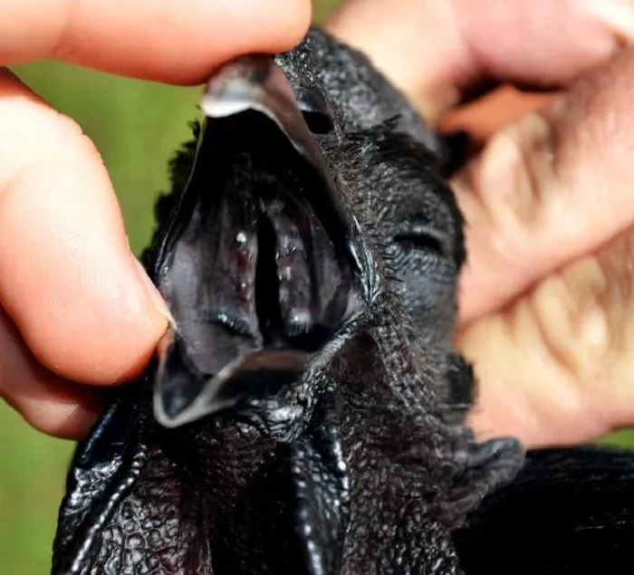 Người chăn nuôi tại Việt Nam đã nhập giống gà mặt quỷ về nuôi, nhưng ban đầu gặp khó khăn do không phù hợp với khí hậu.