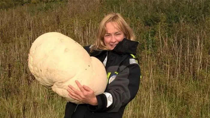 Nấm này nặng đến 11kg và có chu vi khoảng 1,5m, đủ để chuẩn bị một bữa ăn chay cho 15 người.