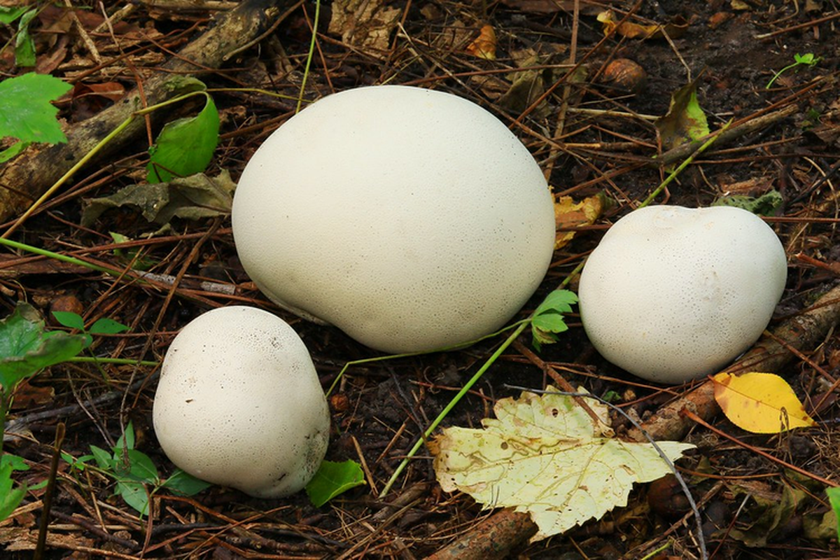 Loại nấm quý này có hiệu quả trong việc cầm máu và giải độc nhưng việc tiêu thụ nó chưa phổ biến và cần nhiều nghiên cứu hơn về thành phần và hiệu quả cụ thể.