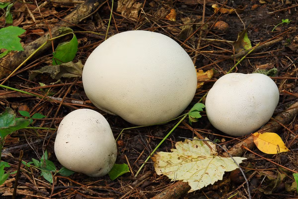 Loại nấm quý này có hiệu quả trong việc cầm máu và giải độc nhưng việc tiêu thụ nó chưa phổ biến và cần nhiều nghiên cứu hơn về thành phần và hiệu quả cụ thể.