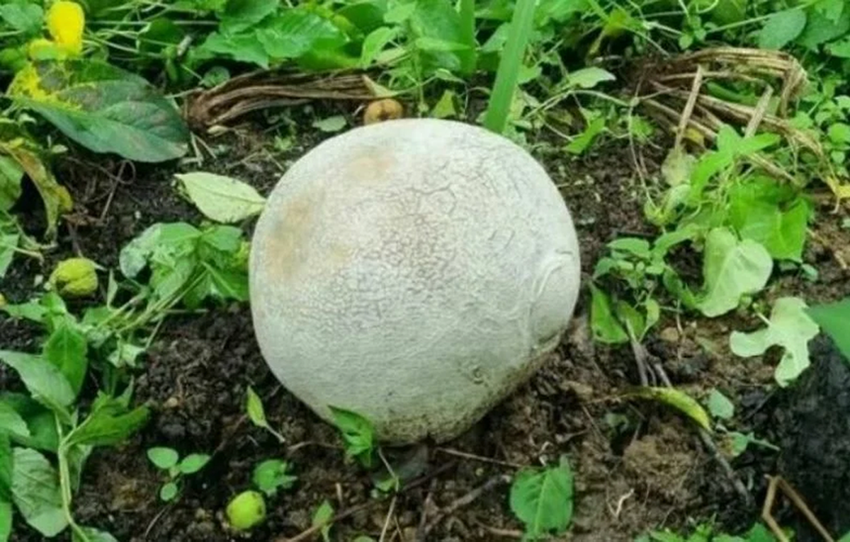 Loại nấm này có tên Calvatia gigantea, có thể phát triển đến kích thước lớn nhất vào cuối mùa hè và mùa thu, nhưng hiện tượng phình to có thể xảy ra do các yếu tố môi trường.