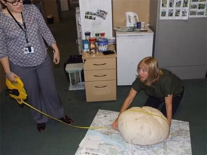 Cả nhóm phải cố gắng khiêng cây nấm về trụ sở kiểm lâm gần đó, vì trọng lượng của nó là 10,6kg, vượt xa dự đoán.