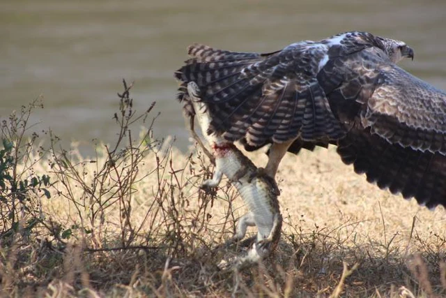Hình ảnh đại bàng tóm gọn một chú cá sấu con trong công viên quốc gia Kruger, Nam Phi này là minh chứng cho khả năng săn mồi tuyệt vời của chúng.
