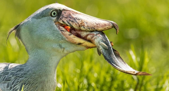 Cò mỏ giày là hậu duệ của loài khủng long nhỏ "Theropoda" cùng nhóm với T-Rex. Mặc dù đã tiến hóa, mỏ của chúng vẫn giữ được tính chất sắc nhọn và mạnh mẽ.