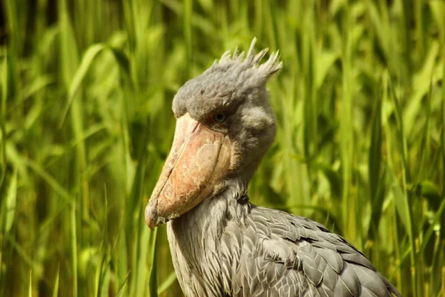 2. Cò mỏ giày (Shoebill): Loài chim thích ăn thịt cá sấu này xuất phát từ châu Phi và nổi tiếng với chiếc mỏ hình kỳ lạ, giống như chiếc giày.