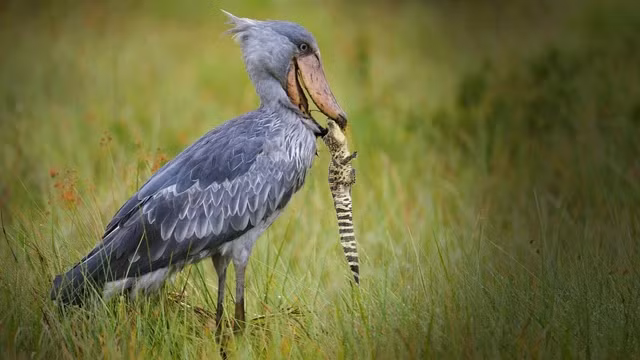 Cò mỏ giày là loài chim lớn, với chiều cao khoảng 115–150 cm và trọng lượng từ 4–7 kg.