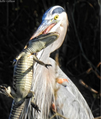 Với chiều cao trung bình 1,3 mét và sải cánh hơn 2 mét, diệc xanh lớn có khả năng săn mồi sát thủ và ăn gần như mọi thứ nhờ chiếc mỏ to của mình.