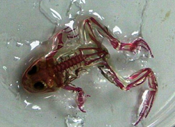 6. Ếch trong suốt (Nga): Khoảng 60 con ếch bị đột biến với da trong suốt, cho phép nhìn thấy rõ nội tạng và nhịp đập tim. Điều này được cho là kết quả của ô nhiễm môi trường.