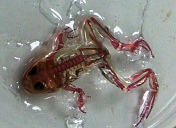 6. Ếch trong suốt (Nga): Khoảng 60 con ếch bị đột biến với da trong suốt, cho phép nhìn thấy rõ nội tạng và nhịp đập tim. Điều này được cho là kết quả của ô nhiễm môi trường.