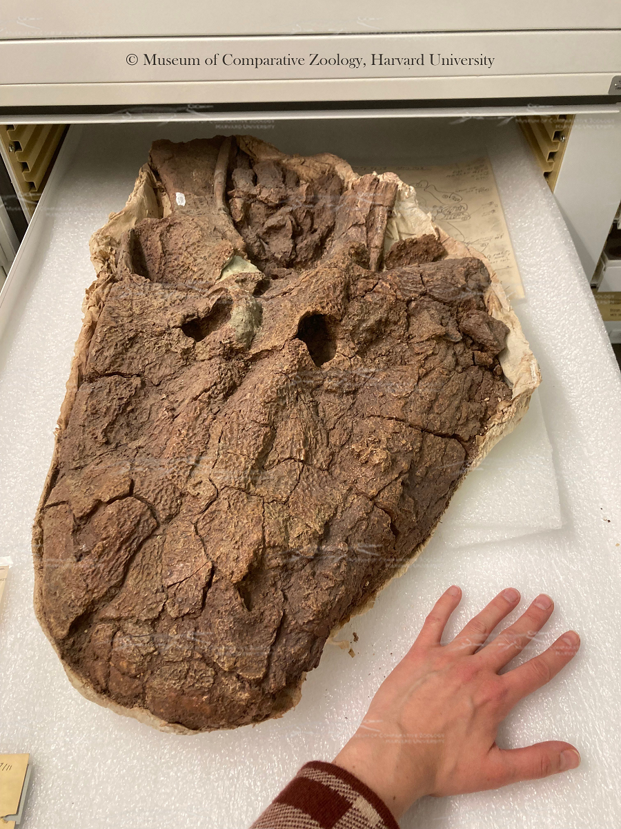 Sự sống sót của Kwatisuchus rosai có thể do khả năng thích nghi cao với môi trường căng thẳng của động vật lưỡng cư. Động vật lưỡng cư, như Kwatisuchus rosai, là nhóm động vật bốn chân nguyên thủy đa dạng nhất, được ghi nhận ở mọi lục địa trên Trái Đất.