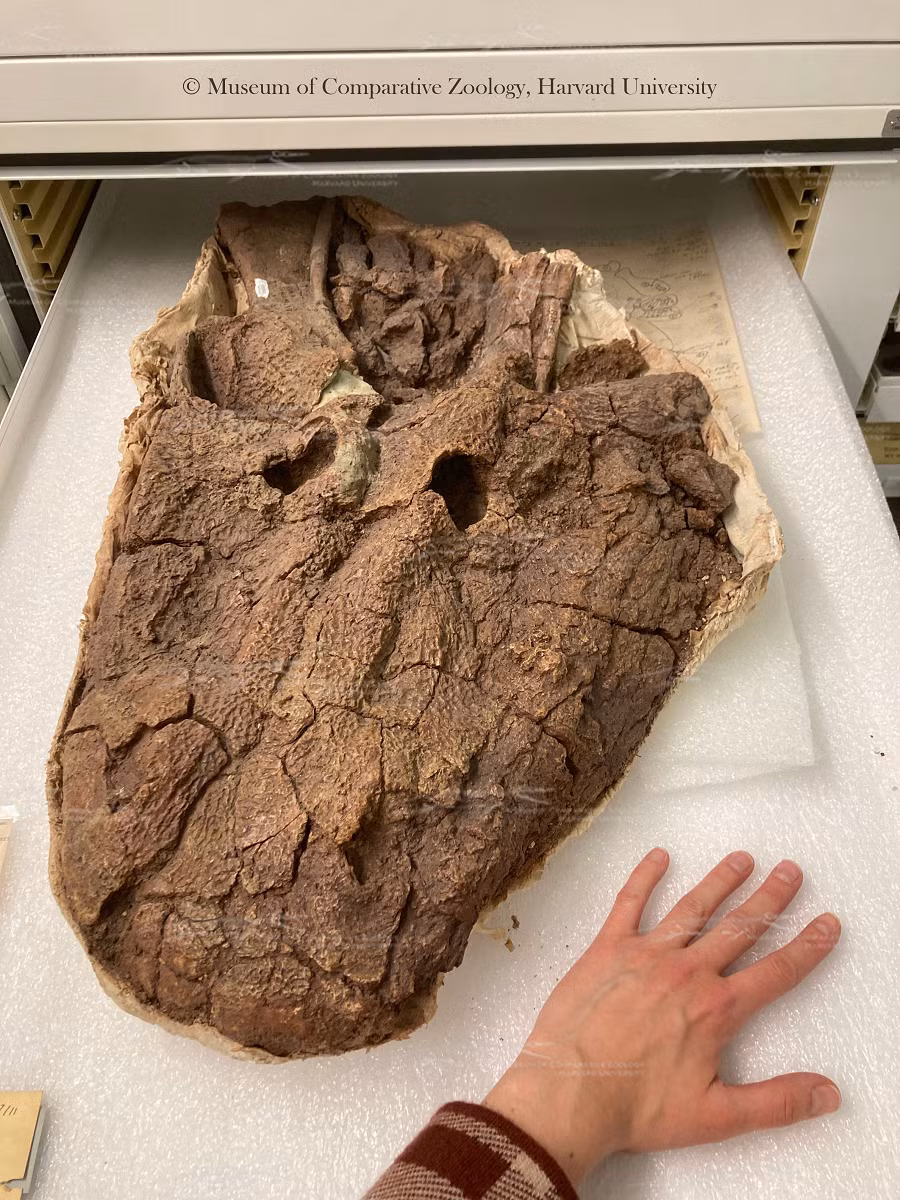 Sự sống sót của Kwatisuchus rosai có thể do khả năng thích nghi cao với môi trường căng thẳng của động vật lưỡng cư. Động vật lưỡng cư, như Kwatisuchus rosai, là nhóm động vật bốn chân nguyên thủy đa dạng nhất, được ghi nhận ở mọi lục địa trên Trái Đất.