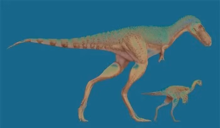 Con Gorgosaurus, khoảng 5-7 tuổi và dài khoảng 4,5m, được xác định đã ăn một loài khủng long khác tên Citipes.