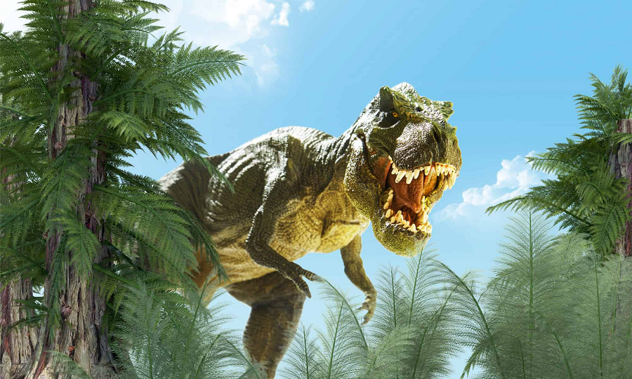 Gorgosaurus nhỏ hơn Tyrannosaurus và Tarbosaurus, kích thước ngang tầm Albertosaurus và Daspletosaurus. Con trưởng thành đạt 8 đến 9 m từ mõm tới mút đuôi.