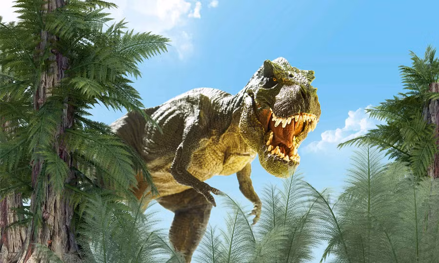 Gorgosaurus nhỏ hơn Tyrannosaurus và Tarbosaurus, kích thước ngang tầm Albertosaurus và Daspletosaurus. Con trưởng thành đạt 8 đến 9 m từ mõm tới mút đuôi.
