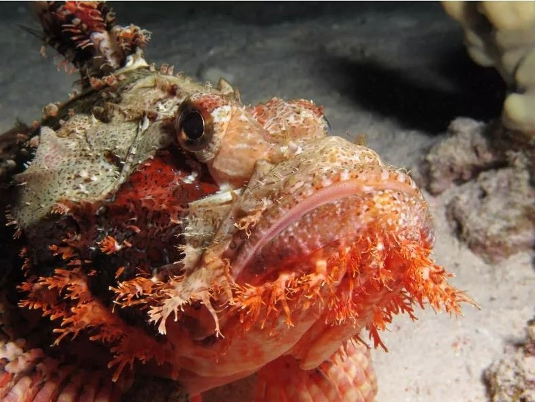5. Cá bọ cạp có tua độc (Tassled Scorpionfish): Thuộc bộ cá mù làn, là một loài động vật ăn thịt dưới nước đặc biệt xấu xí, có kích thước 36cm. Vây của chúng có độc, đủ để khiến 1 người có thể tử vong nếu dẫm phải.
