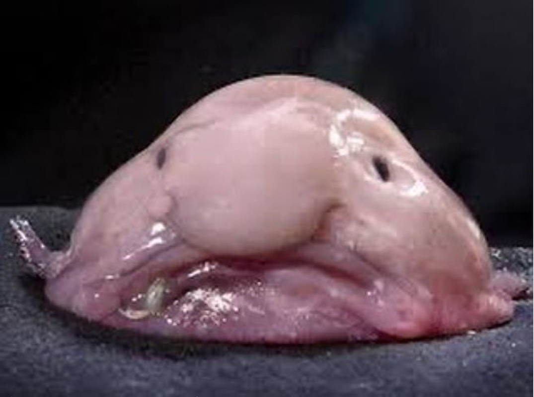 4. Cá giọt nước (Blobfish): Cá giọt nước thường sống ở vùng nước sâu ngoài khơi bờ biển lục địa Australia và Tasmania. Chúng từng được bình chọn là động vật xấu xí nhất thế giới năm 2013