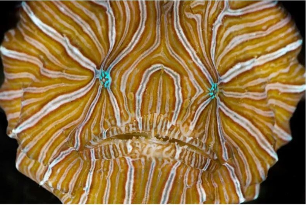 6. Cá ếch ảo giác (Psychedelic Frogfish): Loài cá này có nguồn gốc từ Thái Bình Dương, trên mình mang họa tiết gây ảo giác.
