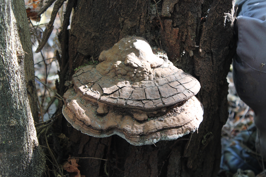 Nấm cổ linh chi phá hủy những cây gỗ lớn cực nhanh bởi kích thước khổng lồ của nó.