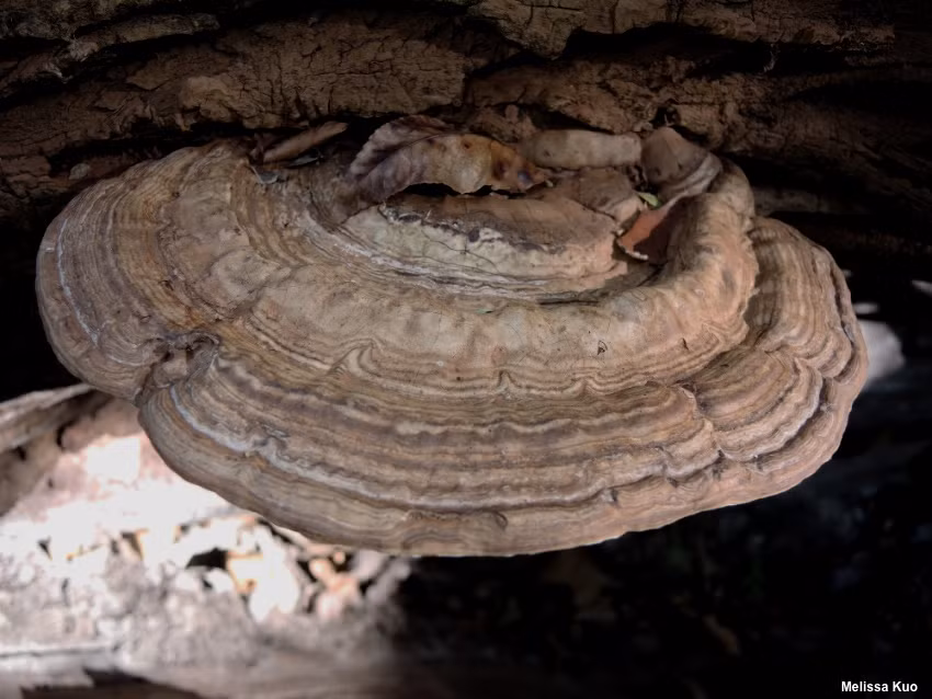 Nấm cổ linh chi thực chất là một loại nấm phá gỗ (Nấm khổng lồ), hoàn toàn không cùng họ với nấm linh chi.