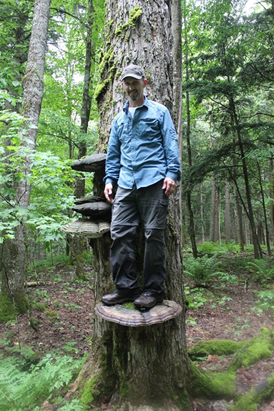 Nấm cổ linh chi sống lâu năm, có hình dáng như một cánh quạt khổng lồ, cứng có màu gỗ lim.