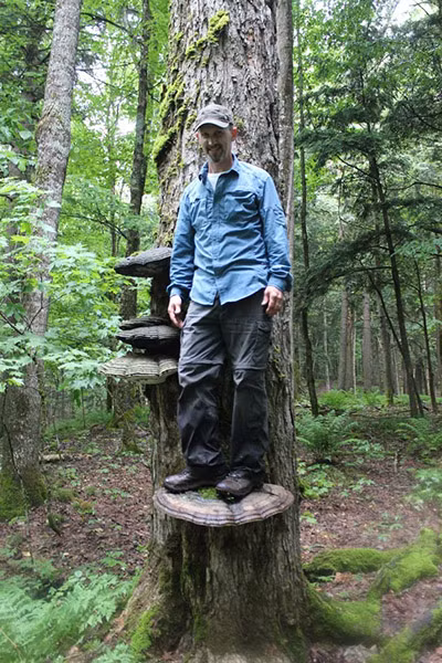 Nấm cổ linh chi sống lâu năm, có hình dáng như một cánh quạt khổng lồ, cứng có màu gỗ lim.