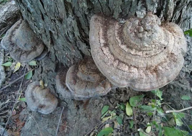 Sau vài tuần, vật thể lớn hơn nhiều, khiến con trai lo lắng về tính độc hại. Anh ta liên lạc với chuyên gia và họ kết luận rằng đó chỉ là nấm cổ linh chi, một loại nấm không có giá trị dược liệu. Ông Trương quyết định giữ vật thể như một báu vật mang lại may mắn.