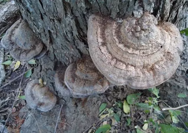 Sau vài tuần, vật thể lớn hơn nhiều, khiến con trai lo lắng về tính độc hại. Anh ta liên lạc với chuyên gia và họ kết luận rằng đó chỉ là nấm cổ linh chi, một loại nấm không có giá trị dược liệu. Ông Trương quyết định giữ vật thể như một báu vật mang lại may mắn.